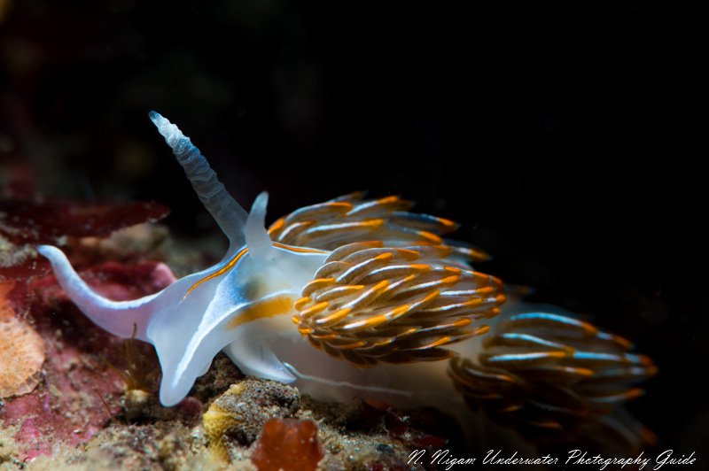 Hermissenda nudibranch photographed with the Sea & Sea YS-D3 snoot