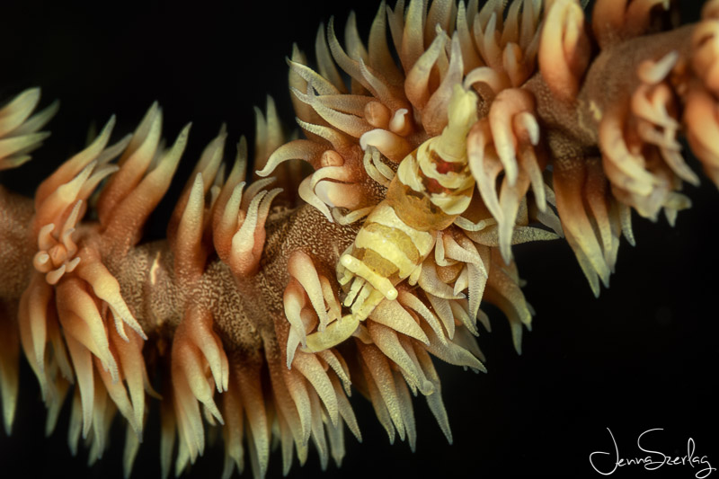 Close up of Barred Shrimp on same wire coral as above. Nikon D780, 105mm Lens, f/18, 1/200, ISO 100 Photo by Jenna Szerlag Close up of Barred Shrimp on same wire coral as above. Nikon D780, 105mm Lens, f/18, 1/200, ISO 100 Photo by Jenna Szerlag