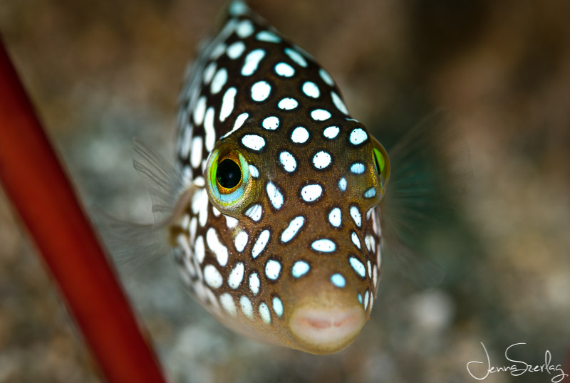 Endemic 2" long Hawaiian White Spotted Toby. Nikon D780, 105mm Lens, f/13, 1/200, ISO 100 Photo by Jenna Szerlag Endemic 2" long Hawaiian White Spotted Toby. Nikon D780, 105mm Lens, f/13, 1/200, ISO 100 Photo by Jenna Szerlag