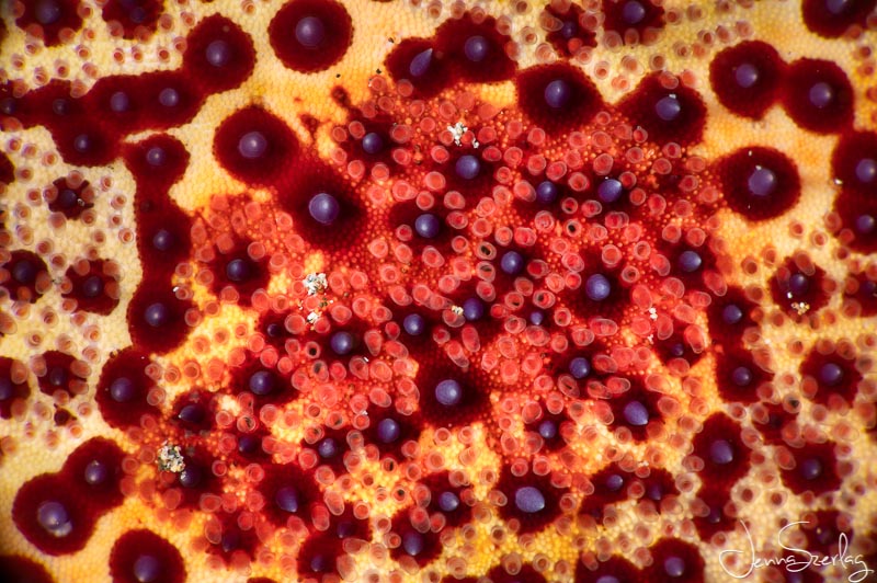 Close up of Cushion Star. Nikon D780 f/29, 1/200, ISO 100 Photo by Jenna Szerlag Close up of Cushion Star. Nikon D780 f/29, 1/200, ISO 100 Photo by Jenna Szerlag