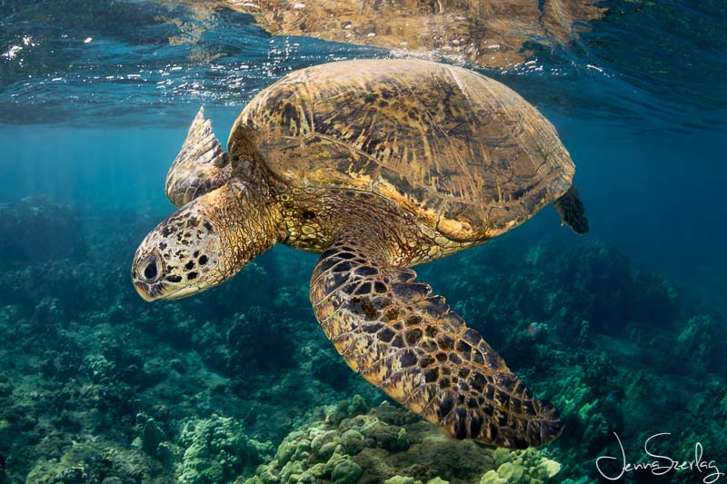 Hawaiian Green Sea Turtle. Nikon D780 f/13, 1/125, ISO 200 Photo by Jenna Szerlag Hawaiian Green Sea Turtle. Nikon D780 f/13, 1/125, ISO 200 Photo by Jenna Szerlag