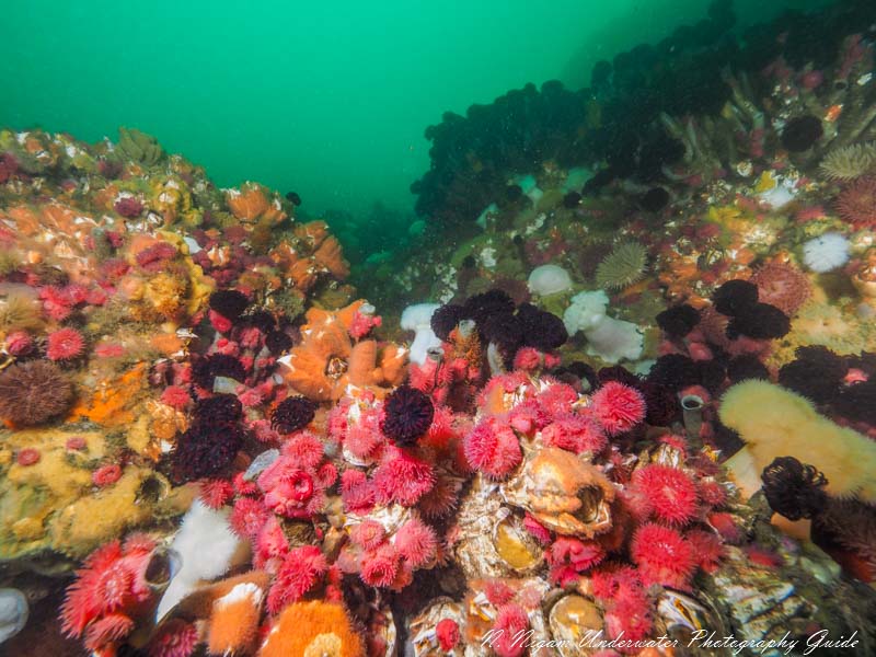 Beautiful wide angle reef scene captured in high current with the Olympus OM-D E-M1 Mark III camera, Ikelite OMD EM1 Mark III housing, dual Ikelite DS 161 strobes w/ Ikelite TTL converter, Olympus 7-14mm Pro lens.
