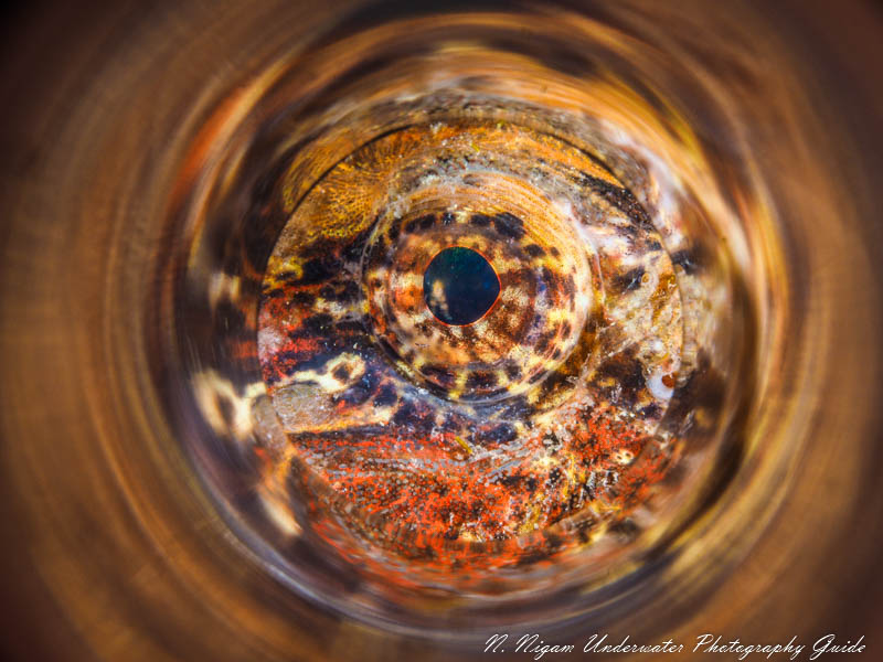 Buffalo sculpin eye photographed with the Olympus OM-D E-M1 Mark III, Ikelite EM1 Mark III housing, dual Ikelite DS 161 strobes w/Ikelite TTL converter, Olympus 60mm macro lens, Saga magic tube