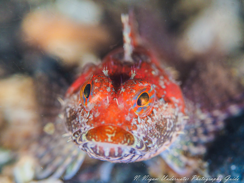 Scalyhead sculpin photographed with the Olympus OM-D E-M1 Mark III, Ikelite EM1 Mark III housing, dual Ikelite DS 161 strobes, Olympus 60mm macro lens