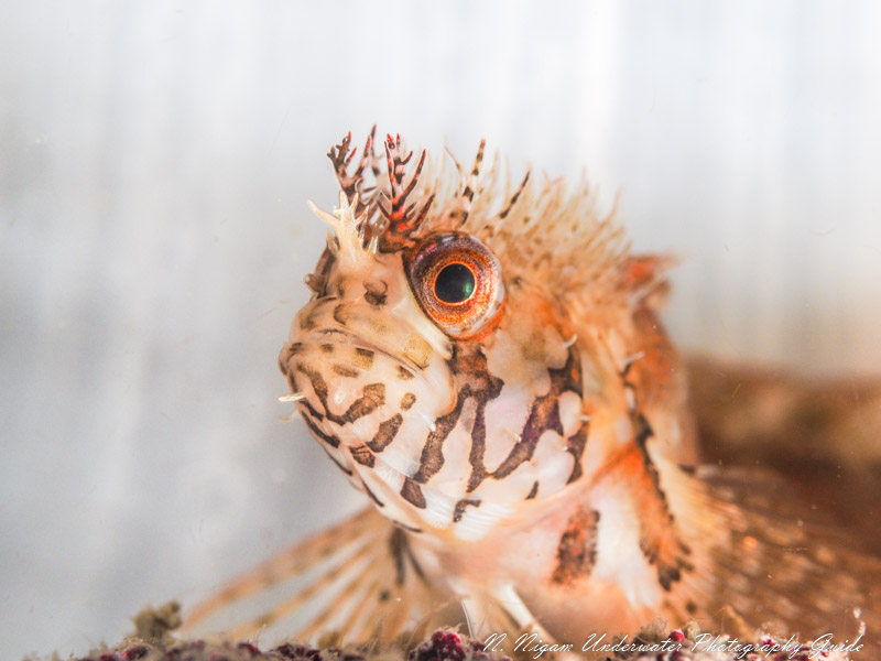 Mosshead Warbonnet photographed with the Olympus OM-D E-M1 Mark III, Ikelite EM1 Mark III housing, dual Ikelite DS 161 strobes w/Ikelite TTL converter, Olympus 60mm macro lens