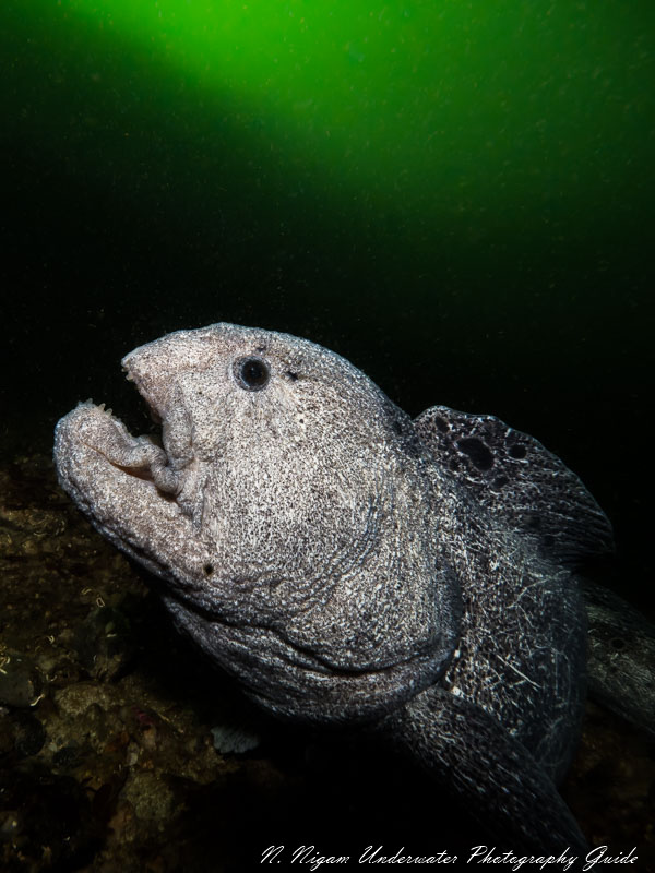 Wolf eel captured with an Olympus OM-D E-M1 Mark III camera, Olympus 7-14mm rectilinear wide lens, Ikelite EM1 Mark III housing, dual Ikelite DS 161 strobes, and an Ikelite Olympus TTL converter. f/8, 1/160, ISO 400