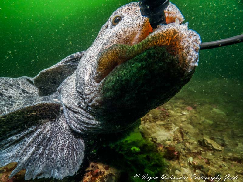 Bonus Photo: A hungry wolf eel chews on my sync chord and dome - thankfully there was no damage!