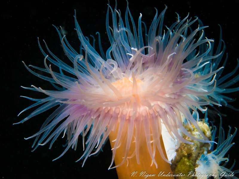 A macro photgoraph of a metridium anemone captured with a single Sea & Sea YS-D3 strobe
