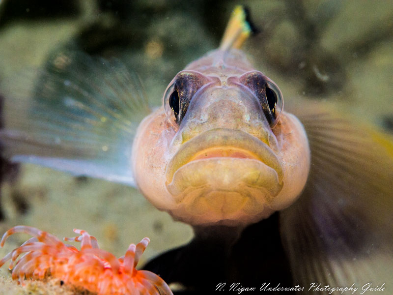 A macro photgoraph showing the YS-D3's accurate TTL capability - even in very low visibility of less than 2 feet