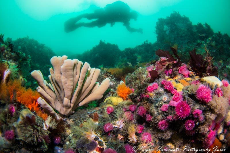 Wide Angle Photograph of a Coldwater Reef Scene photographed with a Single YS-D3 strobe. Even at half power, we could shoot in 12fps burst and keep up with the diver in strong current!