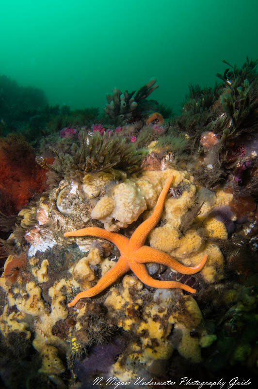 Reef scene captured with a Single Sea & Sea YS-D3 strobe and the standard diffuser.