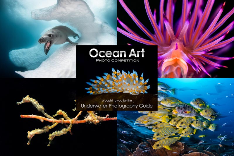 oceanart2019graphic_1