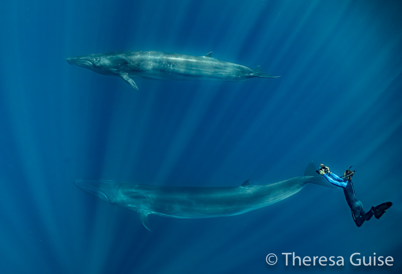 Photographer with Bryde's Whales - Theresa Guise