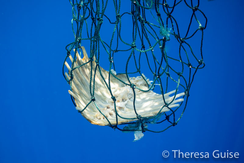 Turtle Skeleton by Theresa Guise Turtle Skeleton by Theresa Guise