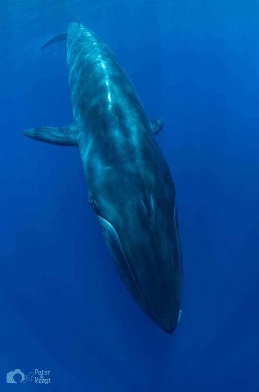 Pgymy Blue Whale by Peter de Maagt Pgymy Blue Whale by Peter de Maagt