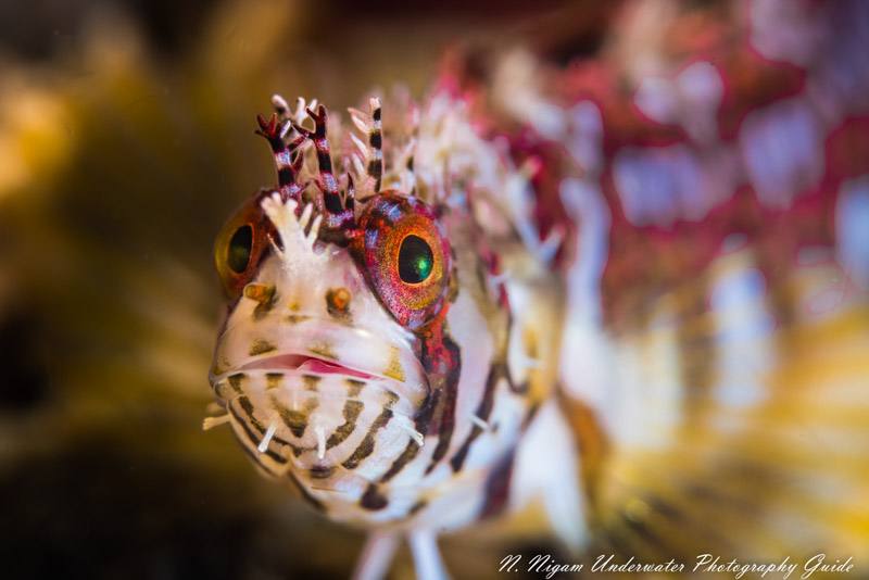 Spectacular resolution with the Canon EOS R5. Photo of a mosshead warbonnet captured with the Canon EOS R5 in an Ikelite housing, Canon 100 mm macro lens, dual Ikelite DS 161 strobes, Kraken +13 diopter, and Ikelite Canon TTL converter. f/16, 1/160, ISO 100 canon eos r5 underwater