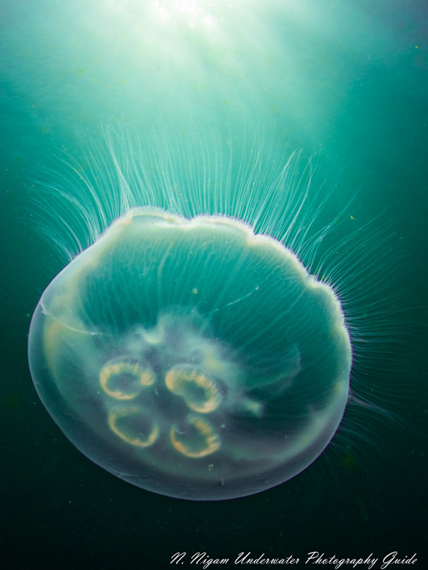 Great autofocus made it easy to photograph this moon jelly moving in the current. Captured with the Canon EOS R5 in an Ikelite EOS R5 housing, Canon 8-15mm fisheye lens, dual Ikelite DS 161 strobes, and Ikelite Canon TTL converter. f/22, 1/160, ISO 100 moon jelly photographed with canon eos r5