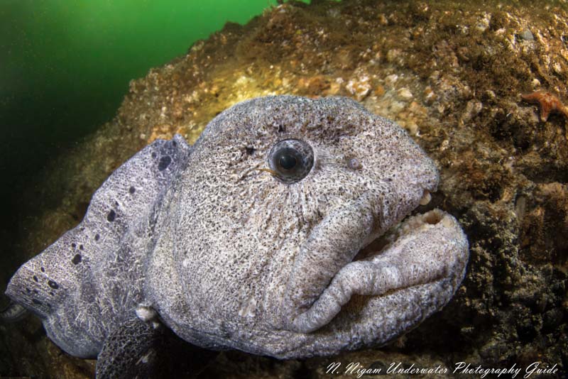 Wolf Eel captured with the Canon EOS R5 in an Ikelite EOS R5 housing, Canon 8-15mm fisheye lens, dual Ikelite DS 161 strobes, and Ikelite Canon TTL converter. f/13, 1/60, ISO 500 wolf eel with canon eos r5