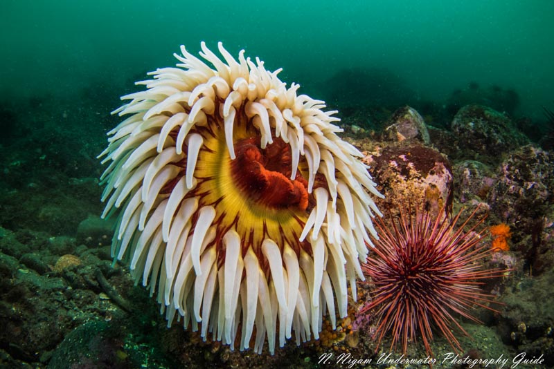 A good example of the 5 axis IBIS capability in the Canon EOS R5. 1/13s, f/22, ISO 200. Ikelite EOS R5 housing, Canon 8-15mm fisheye lens, dual Ikelite DS 161 strobes, and Ikelite Canon TTL converter. canon eos r5 underwater ibis