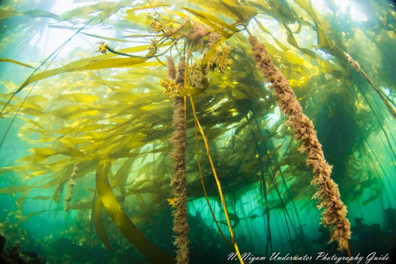Kelp Forest captured with the Canon EOS R5 in an Ikelite EOS R5 housing, Canon 8-15mm fisheye lens, dual Ikelite DS 161 strobes, and Ikelite Canon TTL converter. f/25, 1/6.3, ISO 250