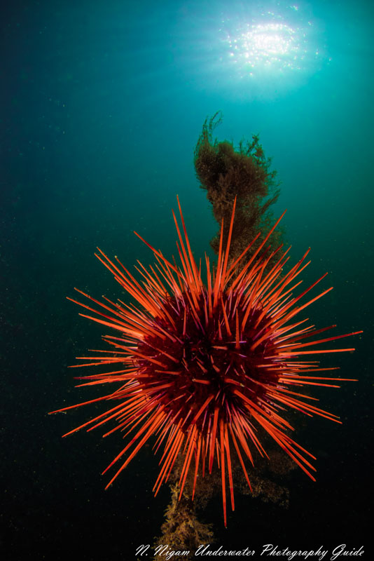 An urchin under the sun captured with the Canon EOS R5 in an Ikelite EOS R5 housing, Canon 8-15mm fisheye lens, dual Ikelite DS 161 strobes, and Ikelite Canon TTL converter. f/22, 1/160, ISO 100 canon eos r5 urchin