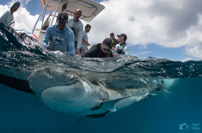ESA Team tagging tiger shark - photo Peter de Maagt ESA Team tagging shark