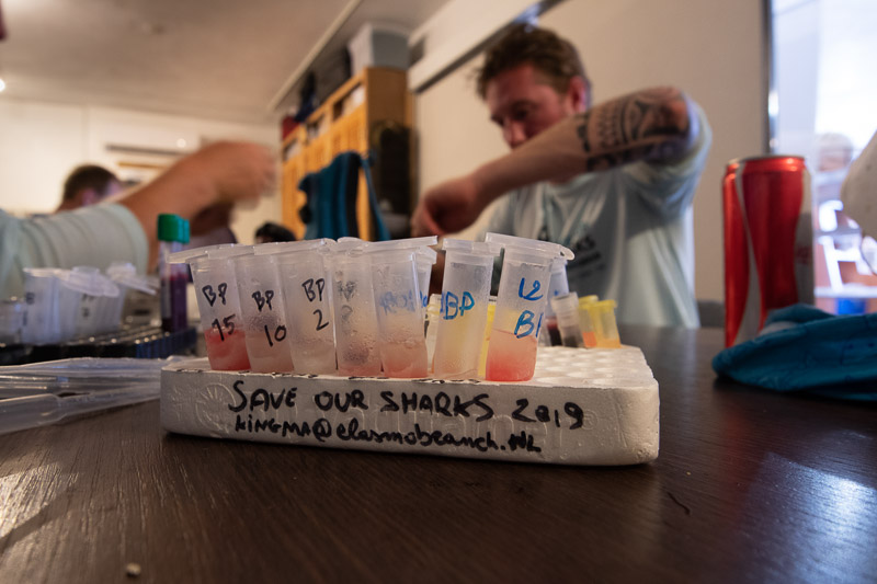 ESA Bilogists with blood samples from sharks - photo Peter de Maagt ESA Bilogists with blood samples from sharks