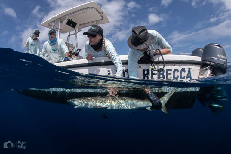 Satellite Tagging – The SHARC Tag Program satellite_tagging_8