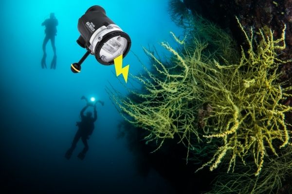 Shooting with the Sea & Sea YS-D3 Strobe in the Sea of Cortez