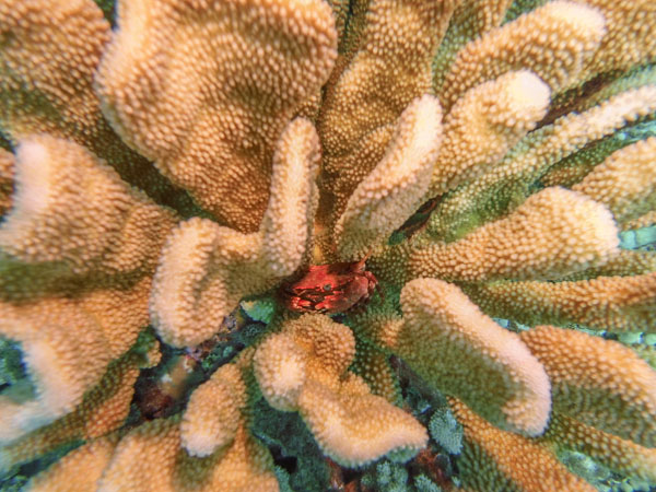 Guard Crab sits tucked away in a coral head, Maui HI. SeaLife Micro 3.0 and two Sea Dragon 2500 Lights Guard Crab sits tucked away in a coral head, Maui HI. SeaLife Micro 3.0 and two Sea Dragon 2500 Lights