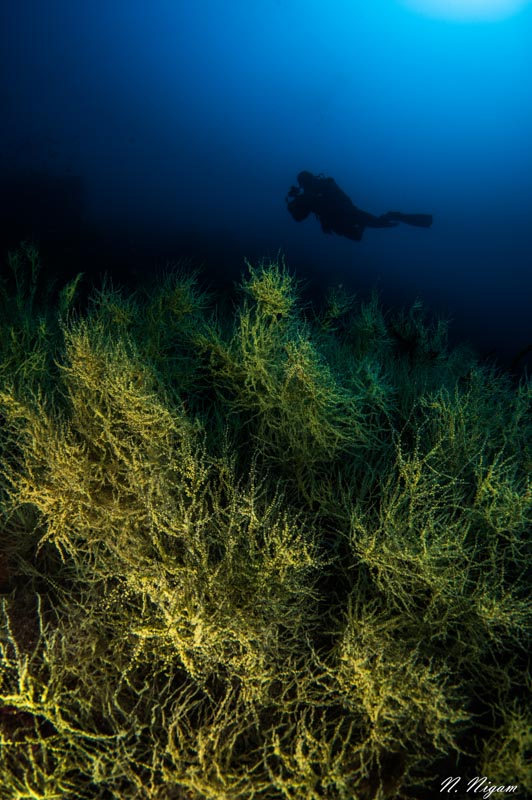 Black coral photographed with dual YS-D3 strobes, dome diffusers, Nikon Z6, Ikelite Z6 housing, Nikon 8-15mm fisheye. 1/160, f/11, ISO 200 Black coral photographed with dual YS-D3 strobes, dome diffusers, Nikon Z6, Ikelite Z6 housing, Nikon 8-15mm fisheye. 1/160, f/11, ISO 200