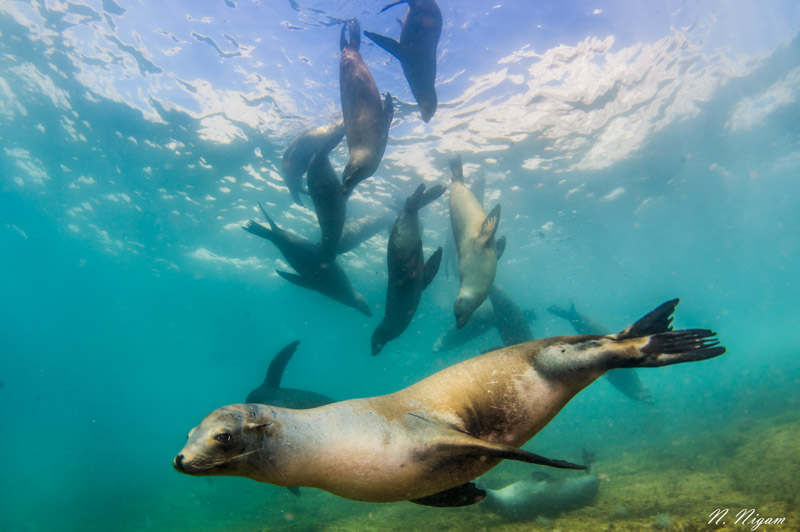 Sea lions photographed with dual Sea & Sea YS-D3 strobes, Nikon Z6, Ikelite Z6 housing, Nikon 8-15mm fisheye lens. f/11, 1/125, ISO 400 Sea lions photographed with dual Sea & Sea YS-D3 strobes, Nikon Z6, Ikelite Z6 housing, Nikon 8-15mm fisheye lens. f/11, 1/125, ISO 400