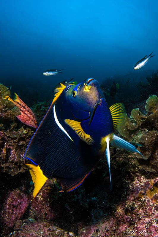King Angelfish Photographed with a Nikon Z6, Ikelite Nikon Z6 Housing, dual Sea & Sea YS-D3 strobes, and a Nikon 8-15mm fisheye lens. f/13, 1/125, ISO 200 King Angelfish Photographed with a Nikon Z6, Ikelite Nikon Z6 Housing, dual Sea & Sea YS-D3 strobes, and a Nikon 8-15mm fisheye lens