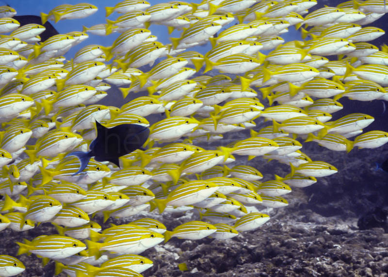 One of a Kind: This was the first photo I felt I could actually sell, and it has become very popular among my customers. Sea and Sea DX-1G