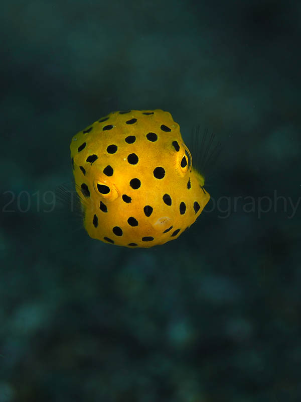 Box: While I have a mixture of subjects and scenes in my collection, ‘cute’ creatures such as this juvenile boxfish sell really well. Olympus OMD EM1 Mk II