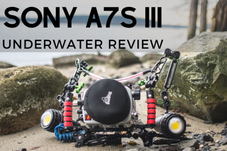 Sony A7S III Review a7siiiunderwater