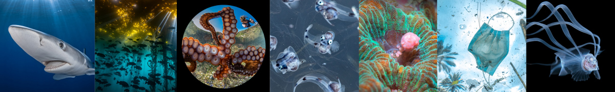 oceanart2020graphic2