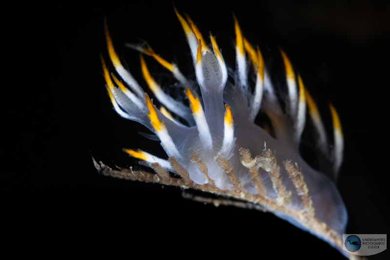 Nudibranchs can be tricky to shoot in high current. Autofocus tracking on the Canon EOS R6 helped us track the nudibranch's rhinophores and keep them in focus.1/160, f/11, ISO 200 Nudibranchs can be tricky to shoot in high current. Autofocus tracking on the Canon EOS R6 helped us track the nudibranch's rhinophores and keep them in focus.1/160, f/11, ISO 200