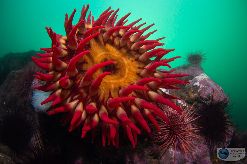 A wide angle scene photographed with the Canon EOS R6 and Canon 8-15mm fisheye lens in an Ikelite EOS R6 housing. Effective IBIS and a slow shutter speed allow for excellent image quality with a colorful background. f/13, 1/50, ISO 250 A wide angle scene photographed with the Canon EOS R6 and Canon 8-15mm fisheye lens in an Ikelite EOS R6 housing. Effective IBIS and a slow shutter speed allow for excellent image quality with a colorful background. f/13, 1/50, ISO 250