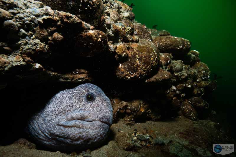 Excellent dynamic range (though it's hard to see with this web-resolution photo) captured with the Nikon Z 7II. f/13, 1/30, ISO 640 Excellent dynamic range (though it's hard to see with this web-resolution photo) captured with the Nikon Z 7II. f/13, 1/30, ISO 640