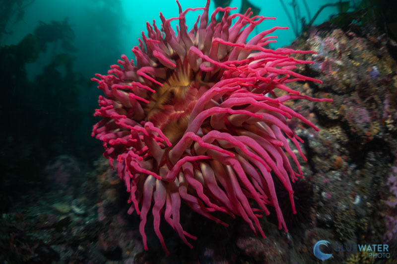 anemone nikon 60mm and kraken krl-09s