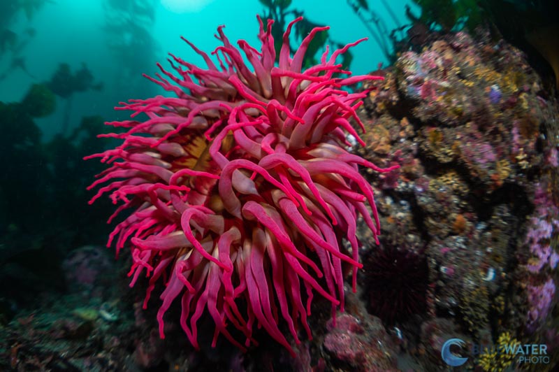 anemone nikon 60mm and kraken krl-09s