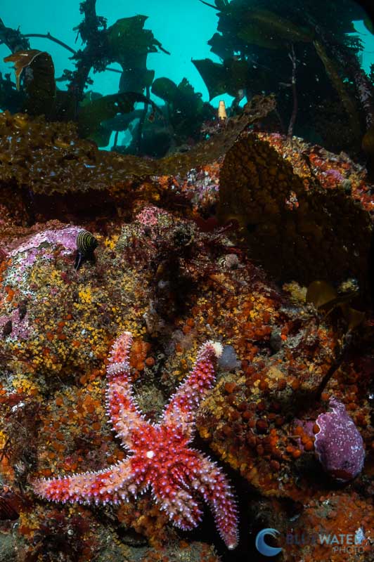 kraken krl09s compact