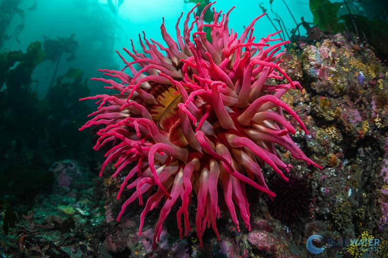 anemone nikon 60mm and kraken krl-09s