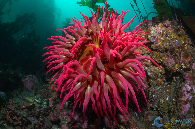 anemone nikon 60mm and kraken krl-09s