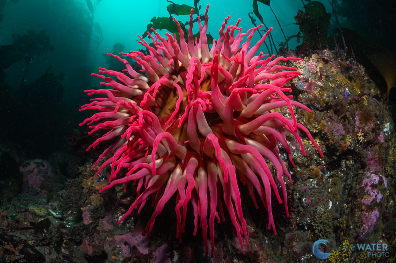 anemone nikon 60mm and kraken krl-09s