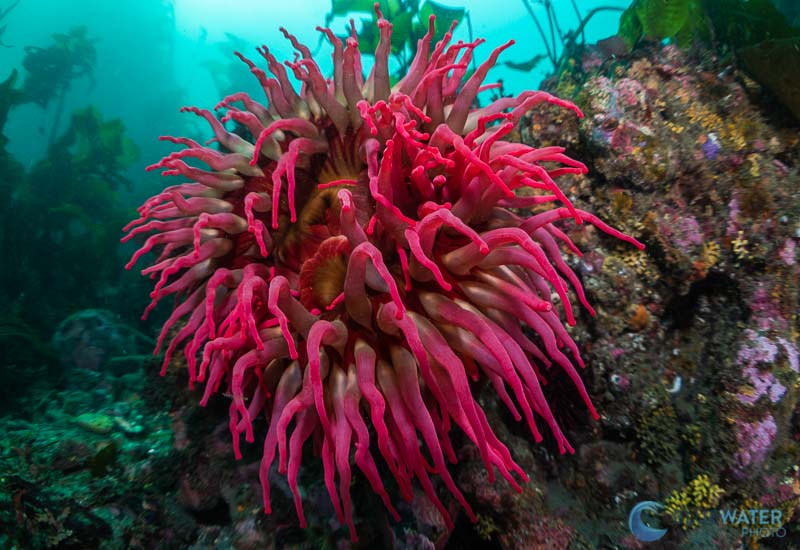 anemone nikon 60mm and kraken krl-09s