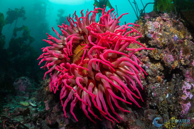 anemone nikon 60mm and kraken krl-09s