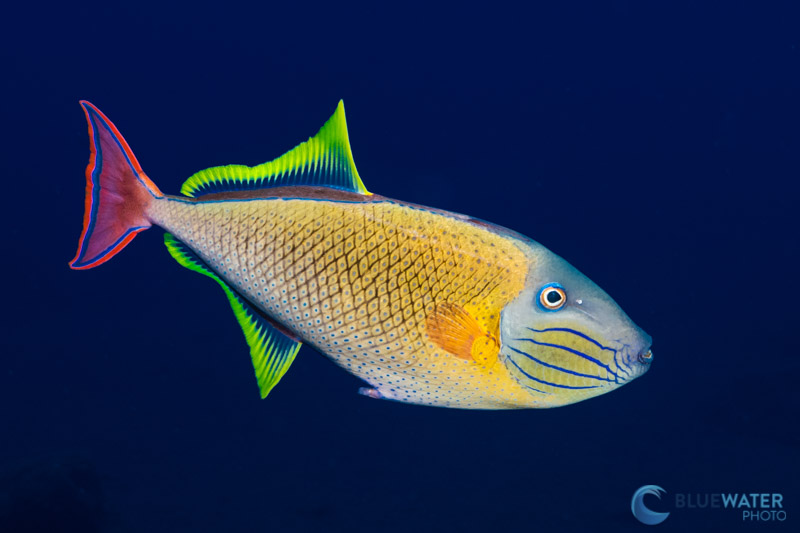 The incredible 45.7MP full-frame sensor on the Nikon Z7II allowed us to capture a beautiful portrait of the triggerfish with an extreme crop. f/13, 1/160, ISO 500 The incredible 45.7MP full-frame sensor on the Nikon Z7II allowed us to capture a beautiful portrait of the triggerfish with an extreme crop. f/13, 1/160, ISO 500