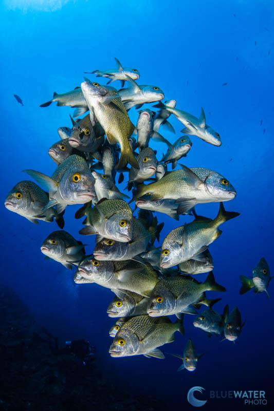 fish photographed with Nikon Z7II